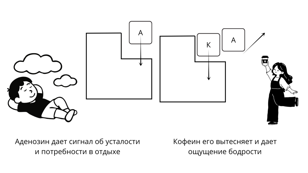 Аденозин и кофеин